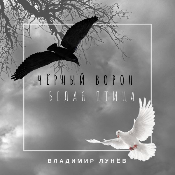 Чёрный ворон, белая птица