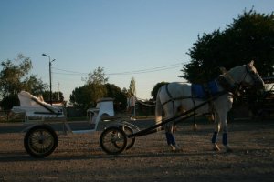 Аренда лошади, кареты в Таганроге