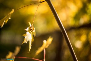 Свадебный семейный фотограф